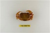 藏品(黃綠澤蟹)的圖片